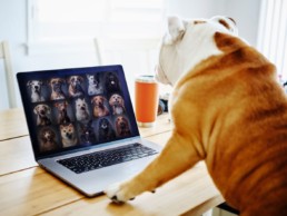 dog looking at a computer screen full of dogs
